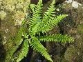 Japanese Beech Fern / Thelypteris decursive-pinnata  